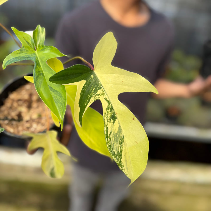 FS46-9 Philodendron Florida Beauty Mature Size (2 pcs)