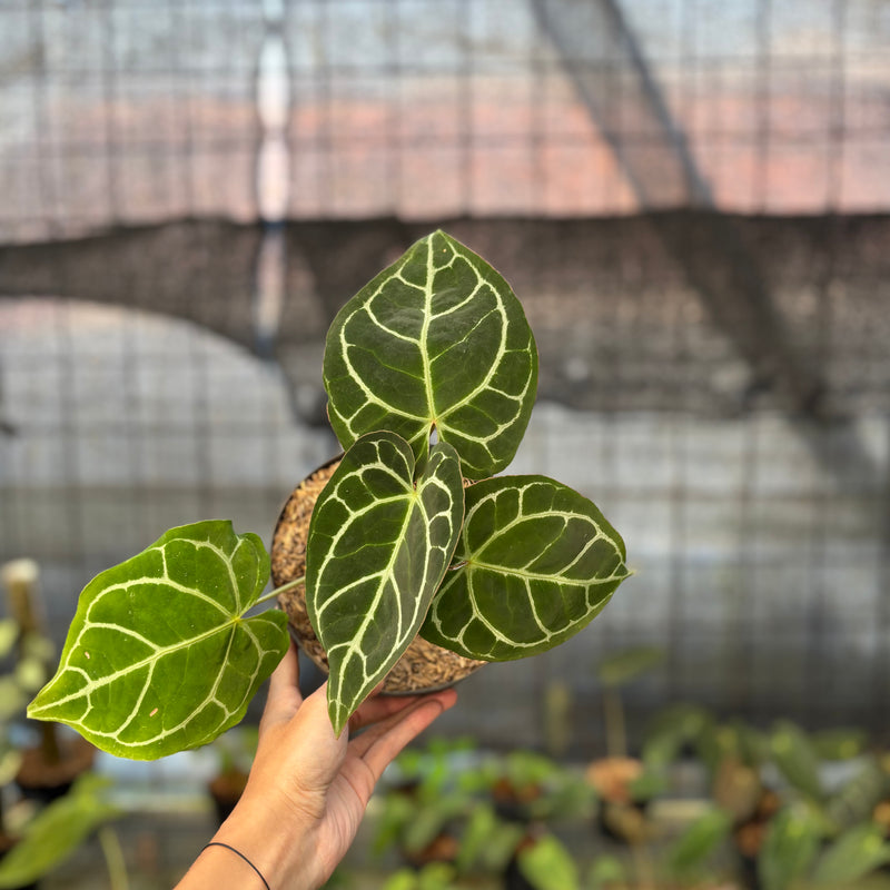 FS60-9 Anthurium Crystallinum Red Stem