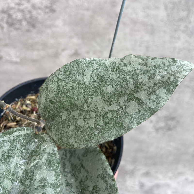 FS6-10 Hoya Caudata Leopard