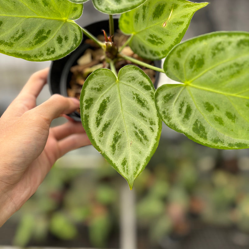 FS73-10 Anthurium Silver Chrome Full Silver