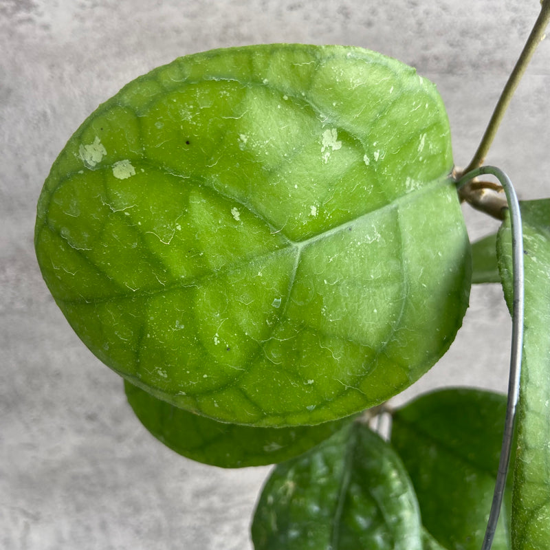 FS20-10 Hoya SP Bengkulu Roundleaf B
