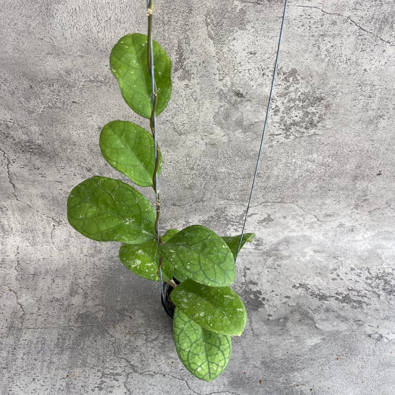FS19-10 Hoya SP Bengkulu Roundleaf