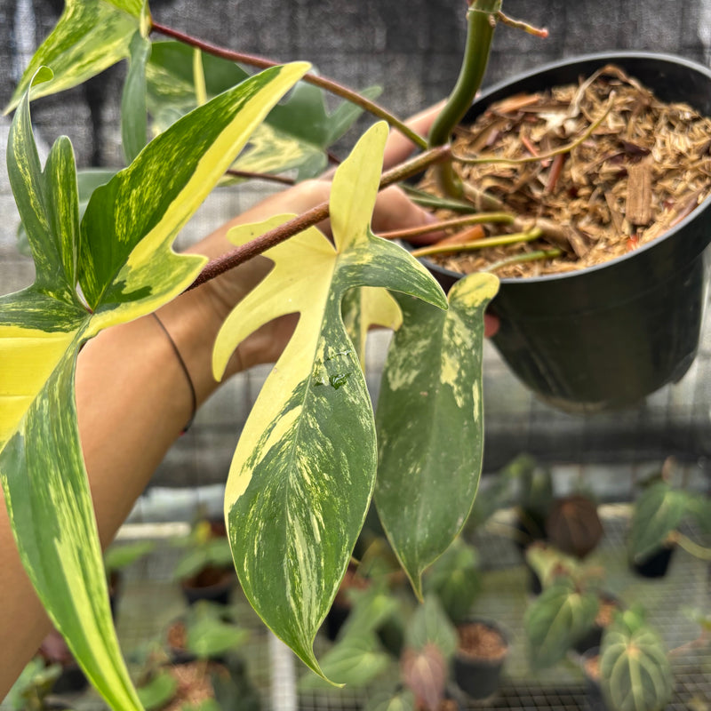 FS74-10 Philodendron Florida Beauty Mature Size