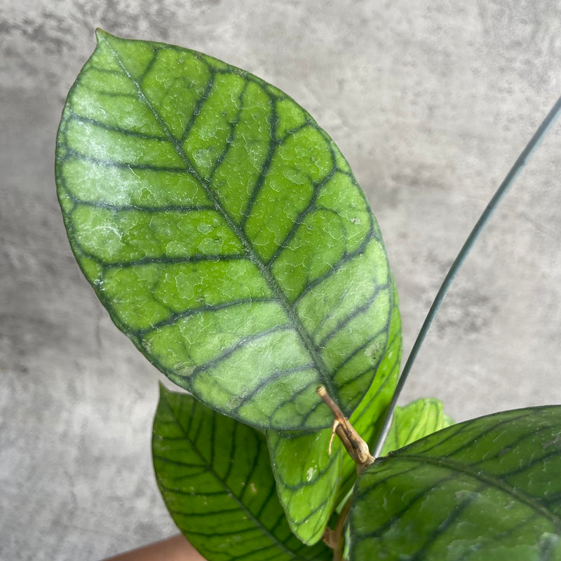 FS5-10 Hoya Callistophylla Round Leaf