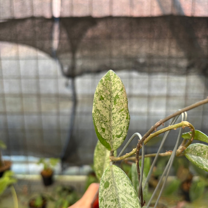 FS59-9 Hoya Carnosa Star Dust