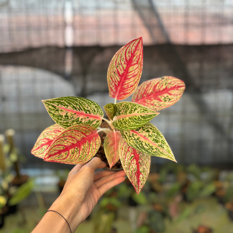 FS69-9 Aglaonema Red Legacy