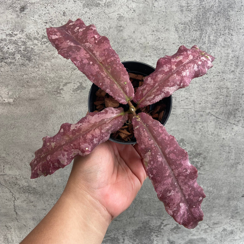 FS25-10 Hoya Undulata Red