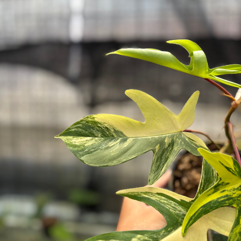 FS69-10	Philodendron Florida Beauty Mature Size