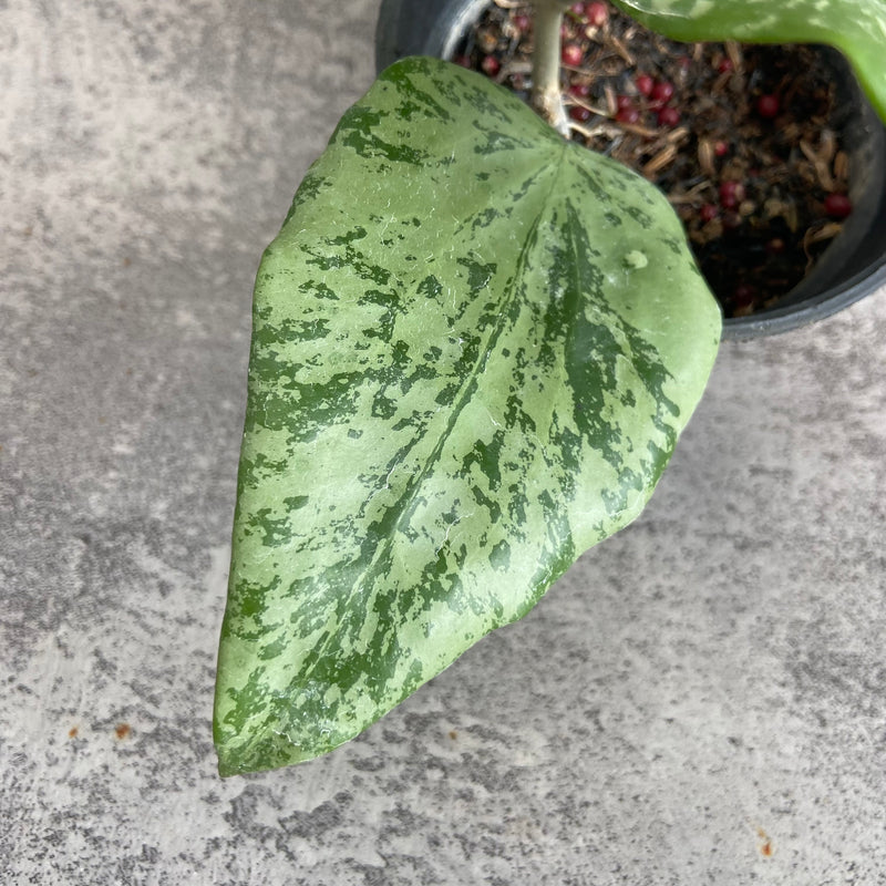 FS14-10 Hoya SF04 High Splash
