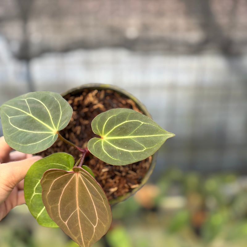FS48-9 Anthurium King Of Spades