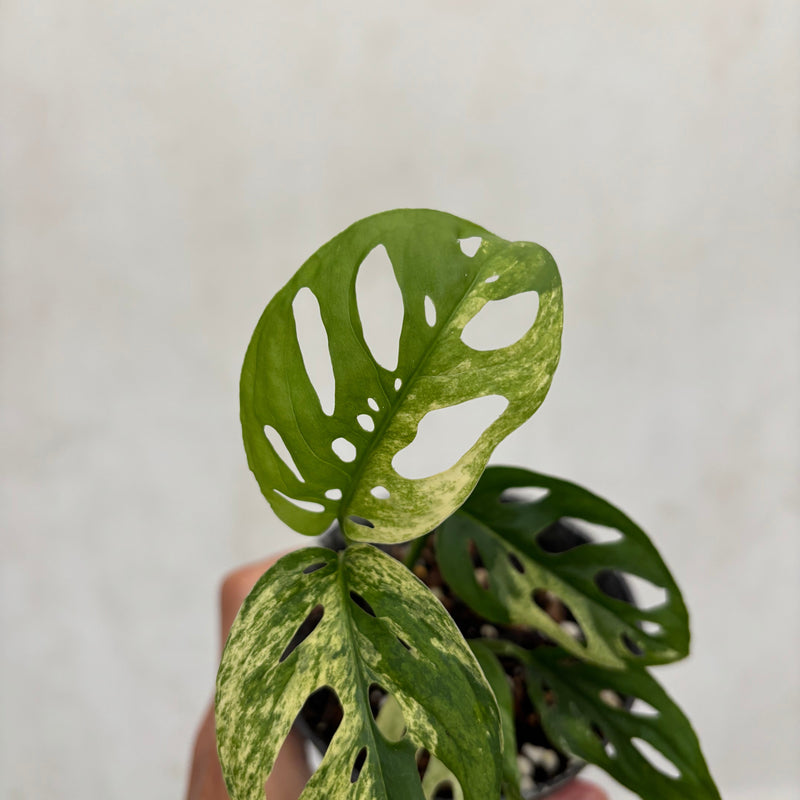 Monstera Blanchetii Variegated