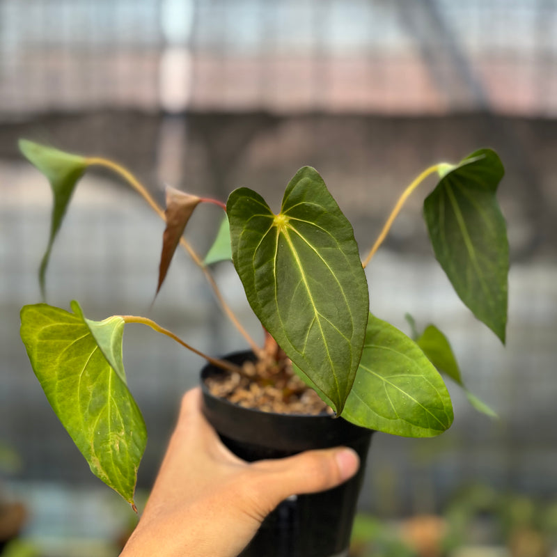 FS56-9 Anthurium Red Spider Selected