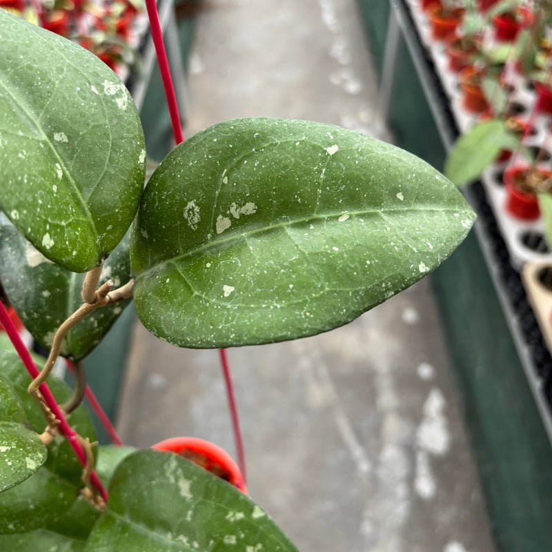 Hoya Bird of Paradise
