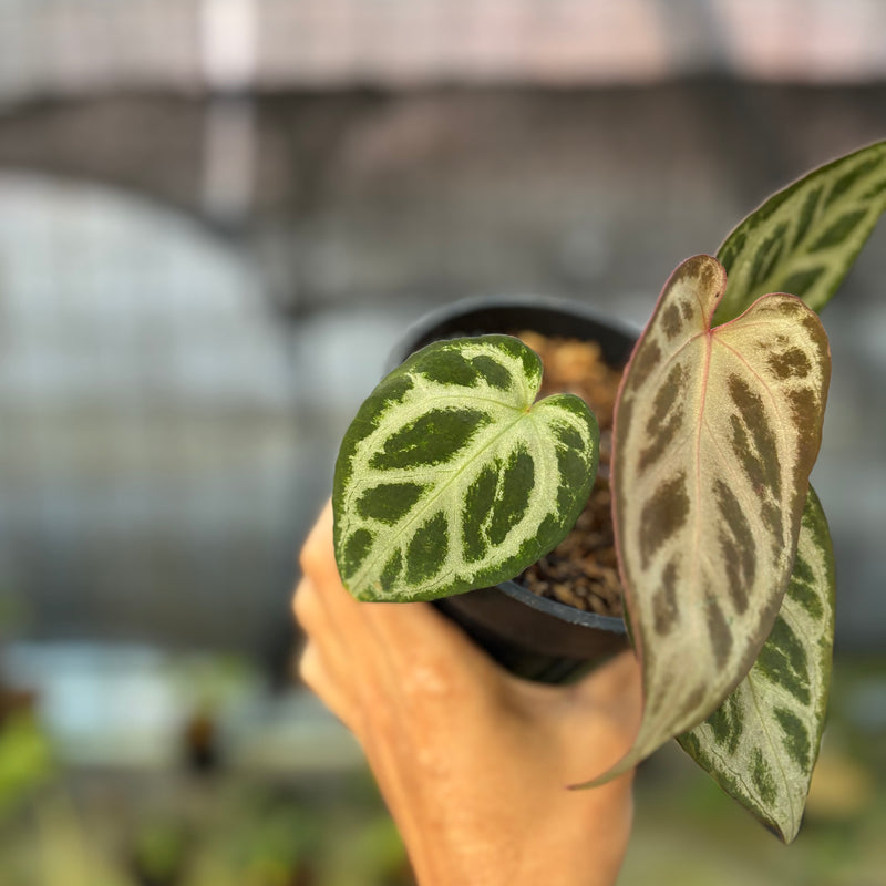 FS75-9 Anthurium Michelle x Red Crystallinum