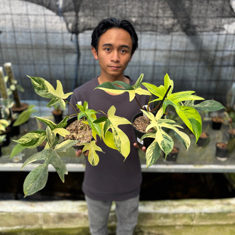 FS46-9 Philodendron Florida Beauty Mature Size (2 pcs)
