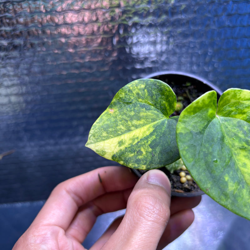 FS77-9 Anthurium KOS x AOS Variegated
