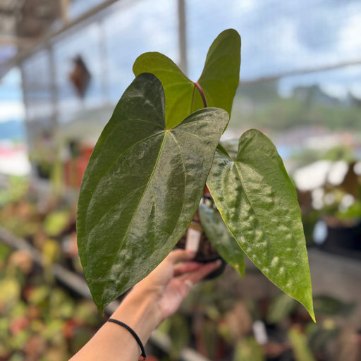 anthurium sp napo Anthurium SP Napo Hybrid