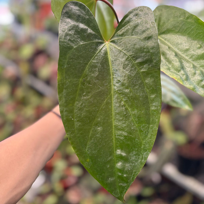 Anthurium SP Napo Hybrid