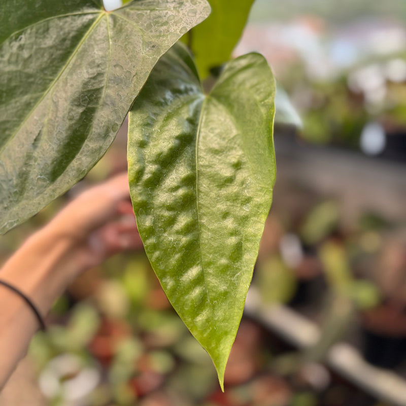 Anthurium SP Napo Hybrid