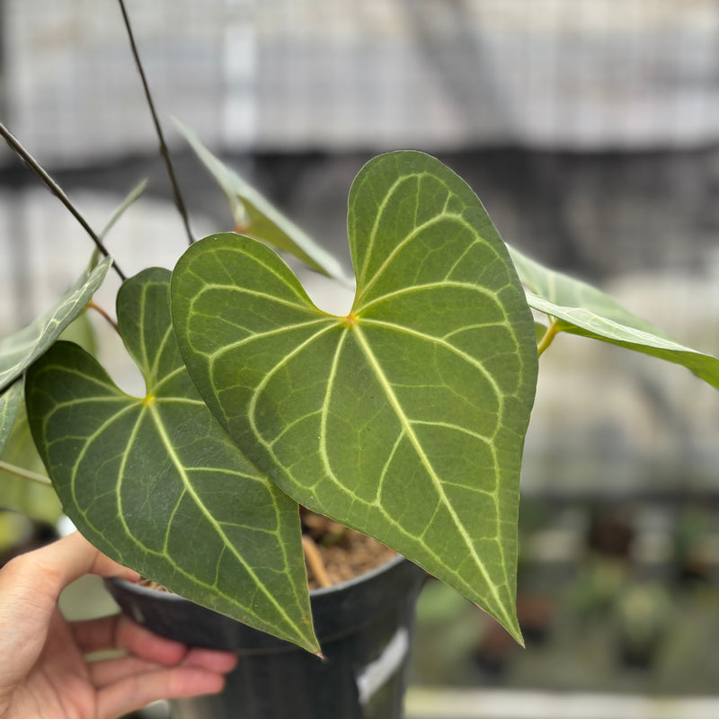 FS48-10	Anthurium Clarinervium Hybrid