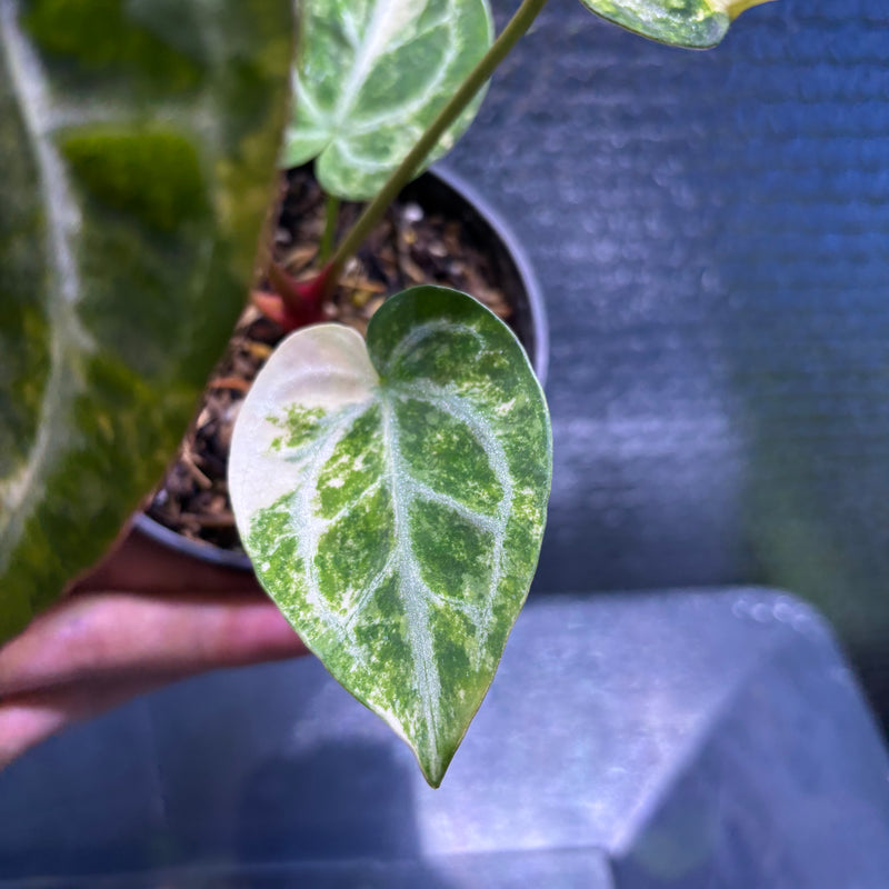 FS76-9 Anthurium Red Tiger x Michelle Variegated