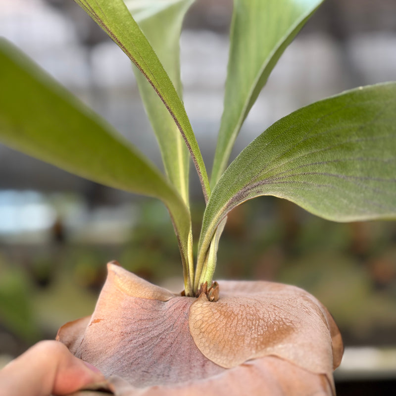 FS68-9 Platycerium Walichii