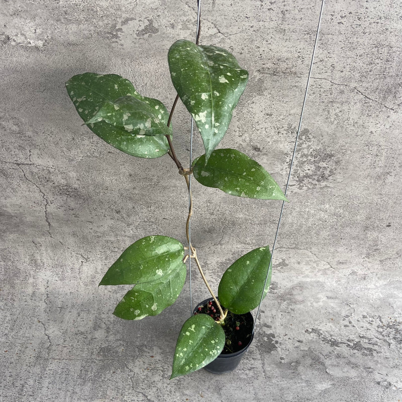 FS2-10 Hoya Bird of Paradise