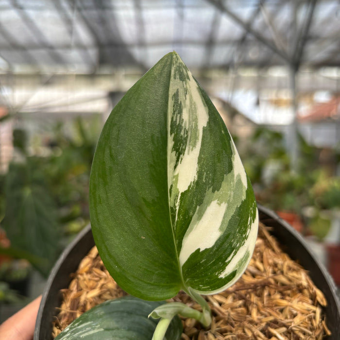 FS002-3	Scindapsus moonlight Albo