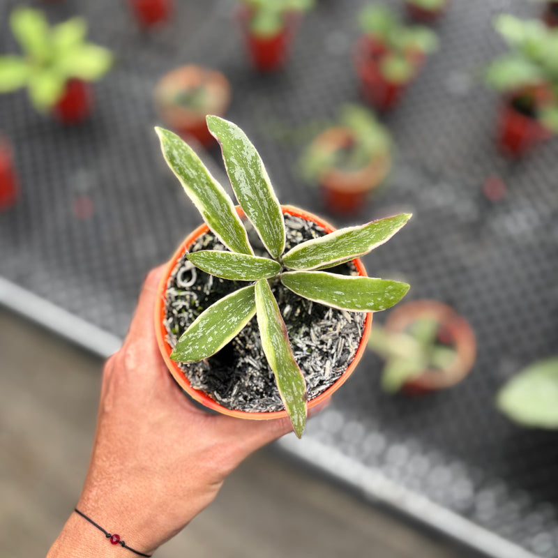 🎁 Hoya Sigillatis Albomarginata (100% off)
