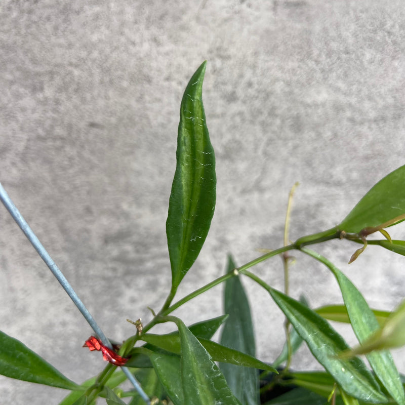 FS24-10 Hoya Tsangii Inner Variegated