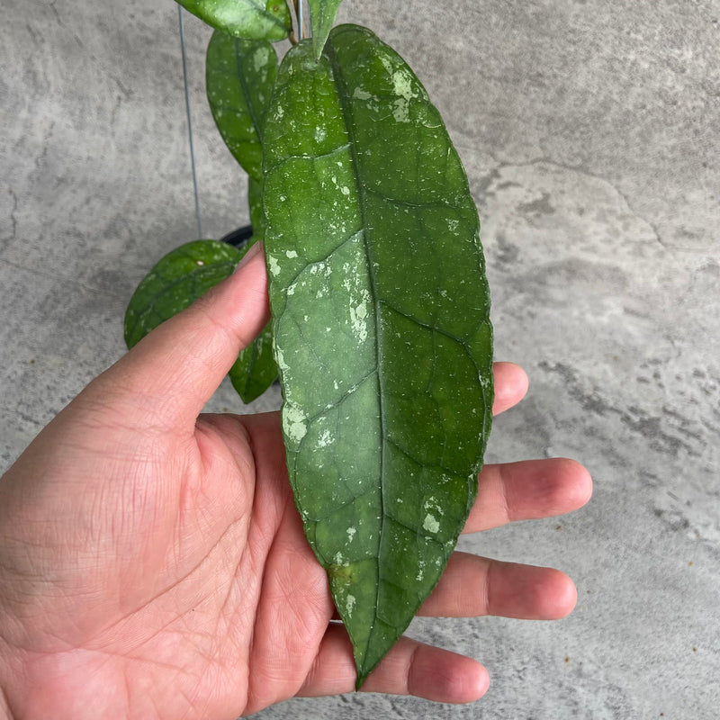 FS9-10 Hoya Clemensiorum Splash SP Aceh