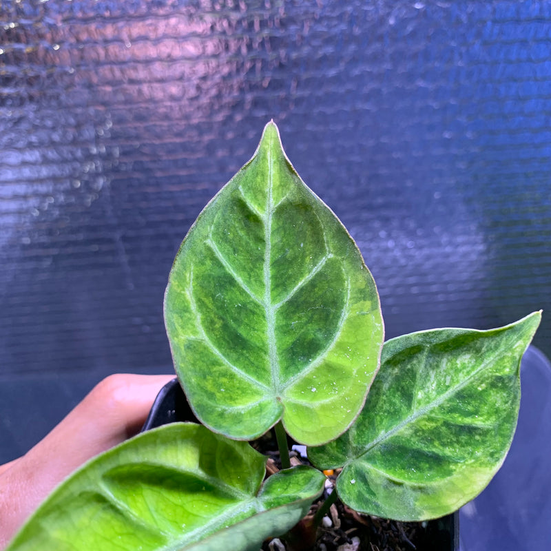 FS68-8 Anthurium Silver Blush x Domino Variegated
