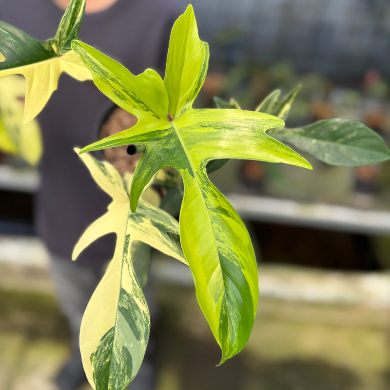 FS46-9 Philodendron Florida Beauty Mature Size (2 pcs)