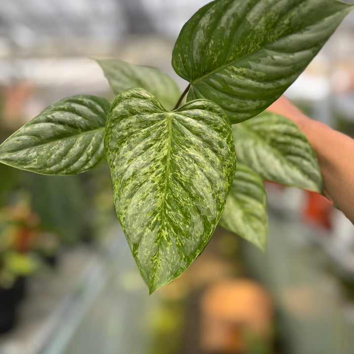 FS004-3	Philodendron Sodiroi Variegated