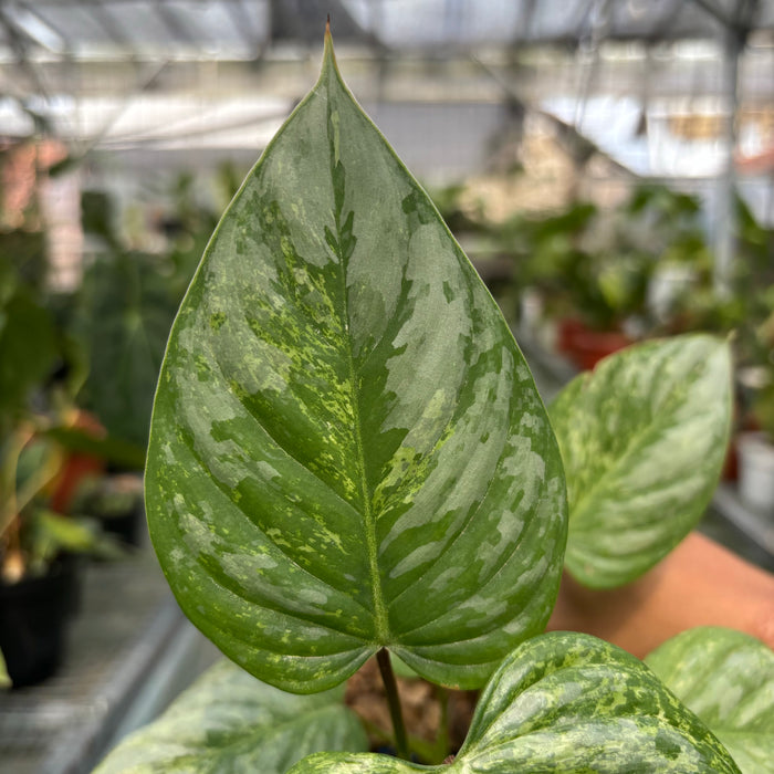 FS004-3	Philodendron Sodiroi Variegated