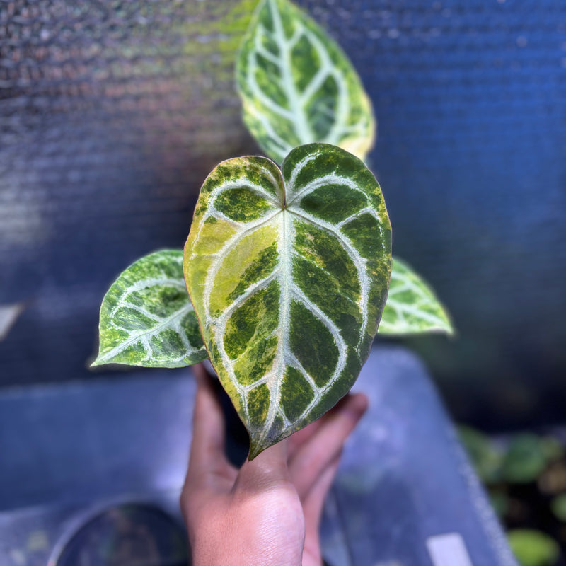FS76-9 Anthurium Red Tiger x Michelle Variegated