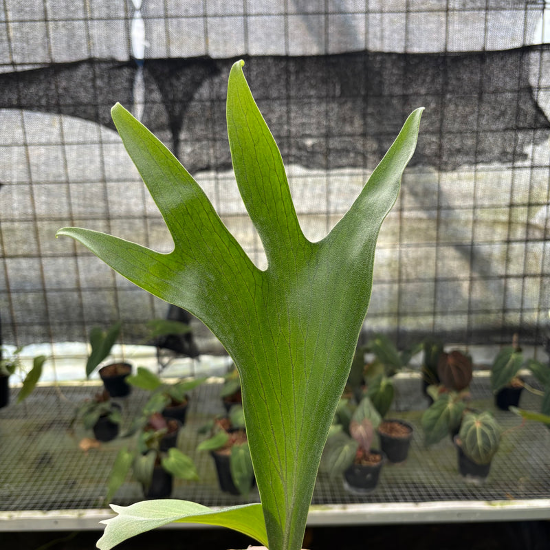 FS51-10	Platycerium Walichii