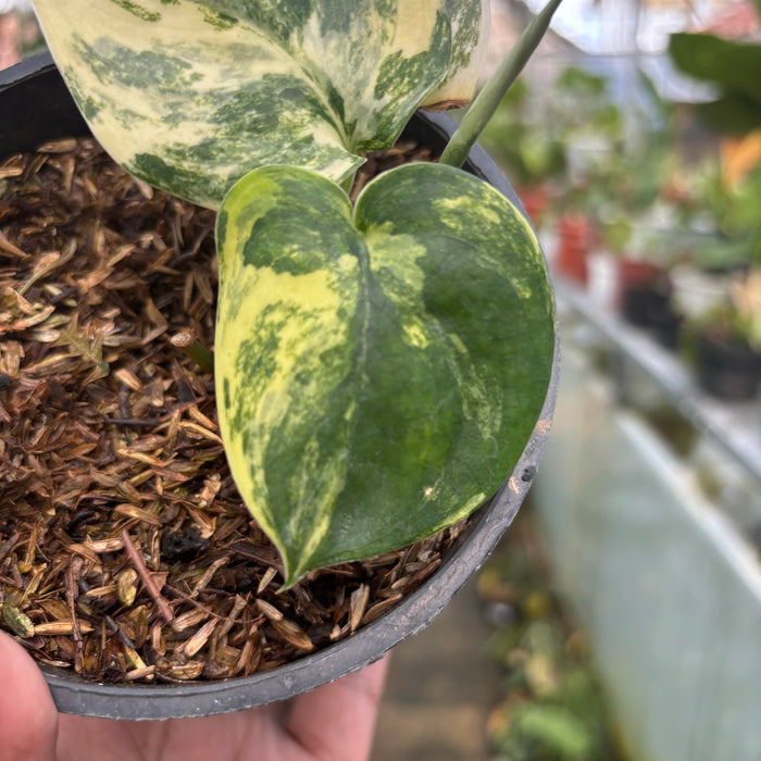 FS005-3	Scindapsus Jade Satin Marble