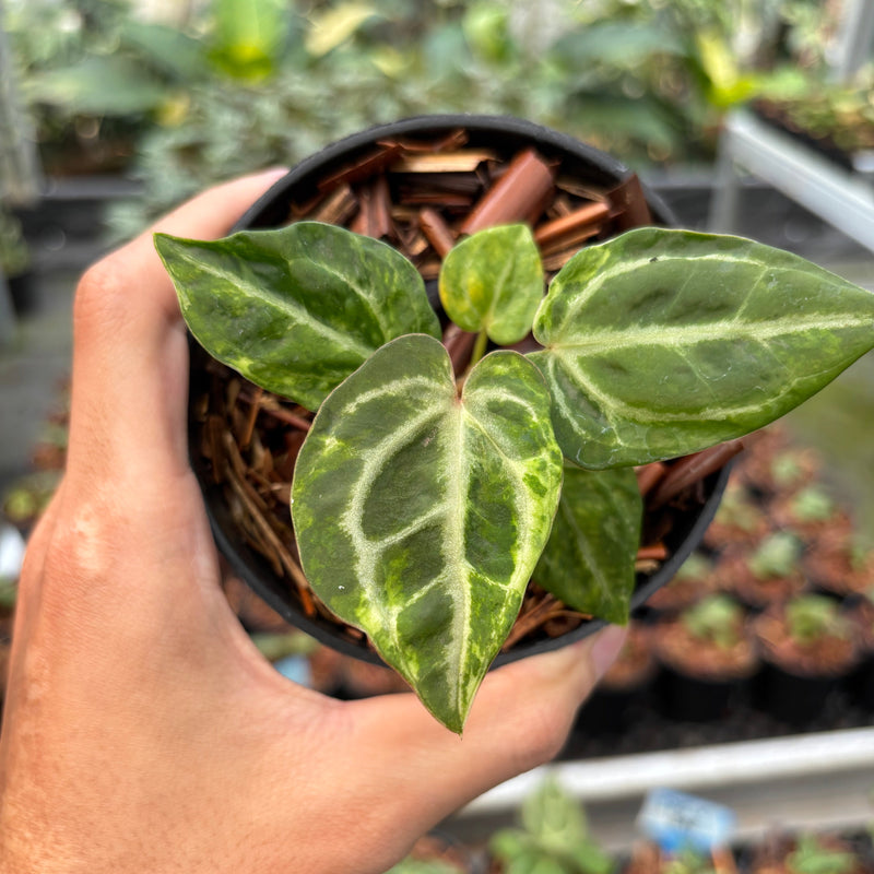 Anthurium SKG Self