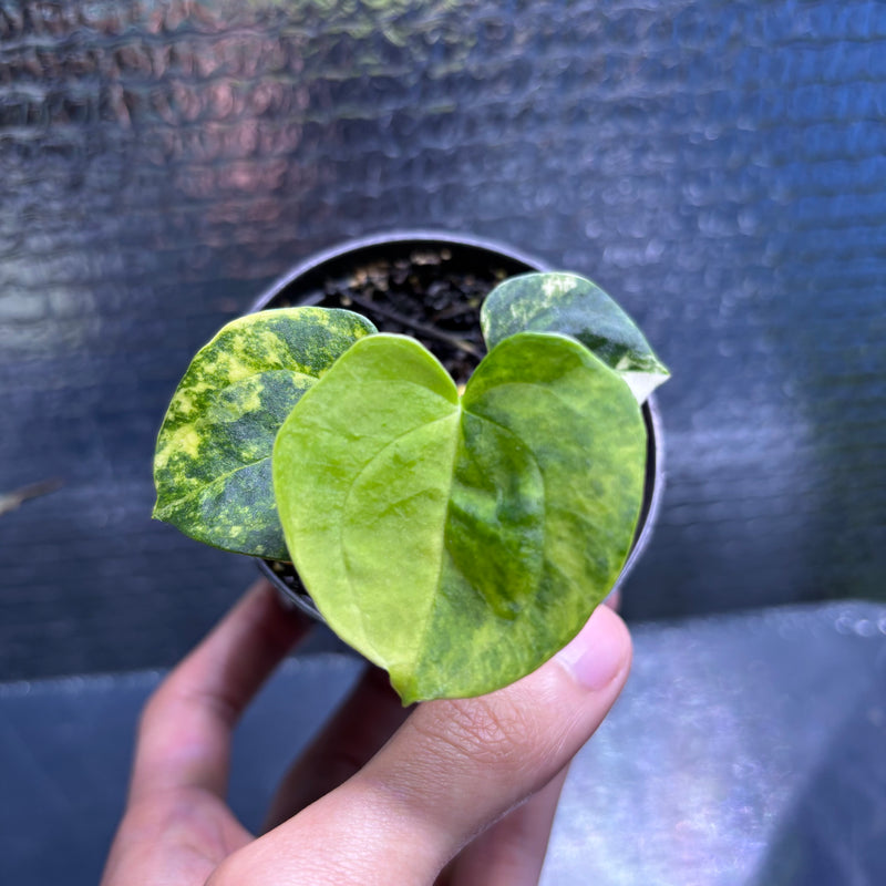 FS78-9 Anthurium KOS x AOS Variegated