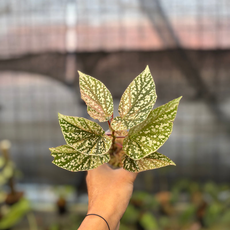 FS63-9 Begonia Snow Capped Variegated