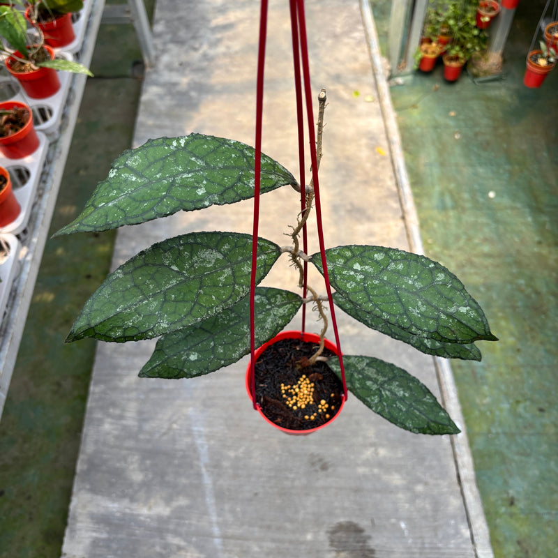 Hoya Clemensiorum Kemiri Gatot Kaca