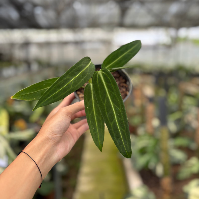 FS62-10	Anthurium Warocqueanum