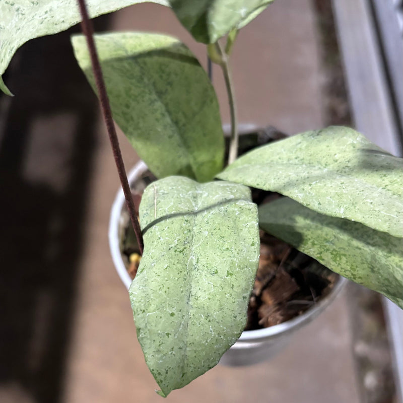 Hoya Ramona (AFF Vitellina x Callistophylla)