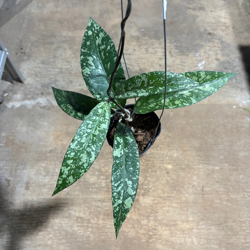 Hoya SP Aceh Lover Tears