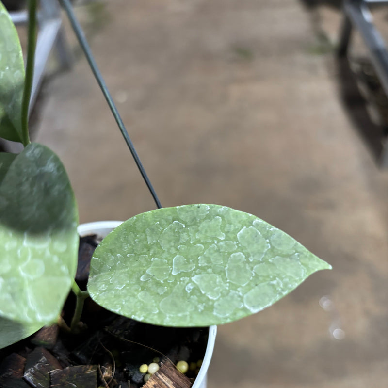 Hoya Moon Blush (AFF Vitellina x SP Sumbawa)