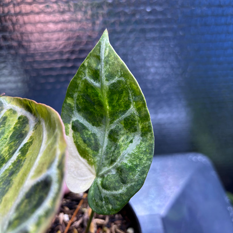 FS76-9 Anthurium Red Tiger x Michelle Variegated