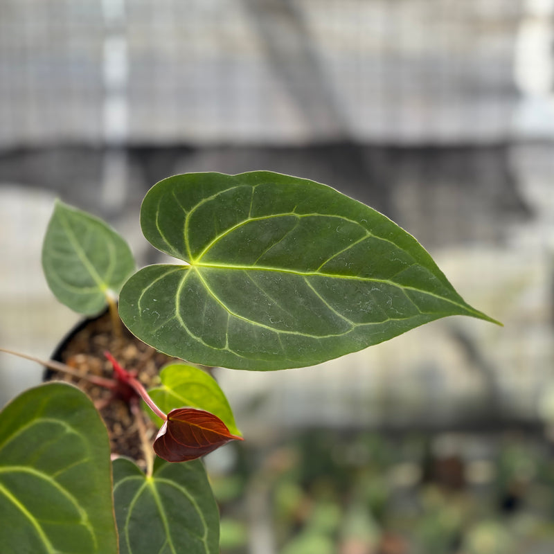 FS45-10	Anthurium Papilillaminum Xone