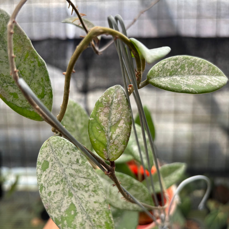 FS65-10	Hoya Carnosa Star Dust