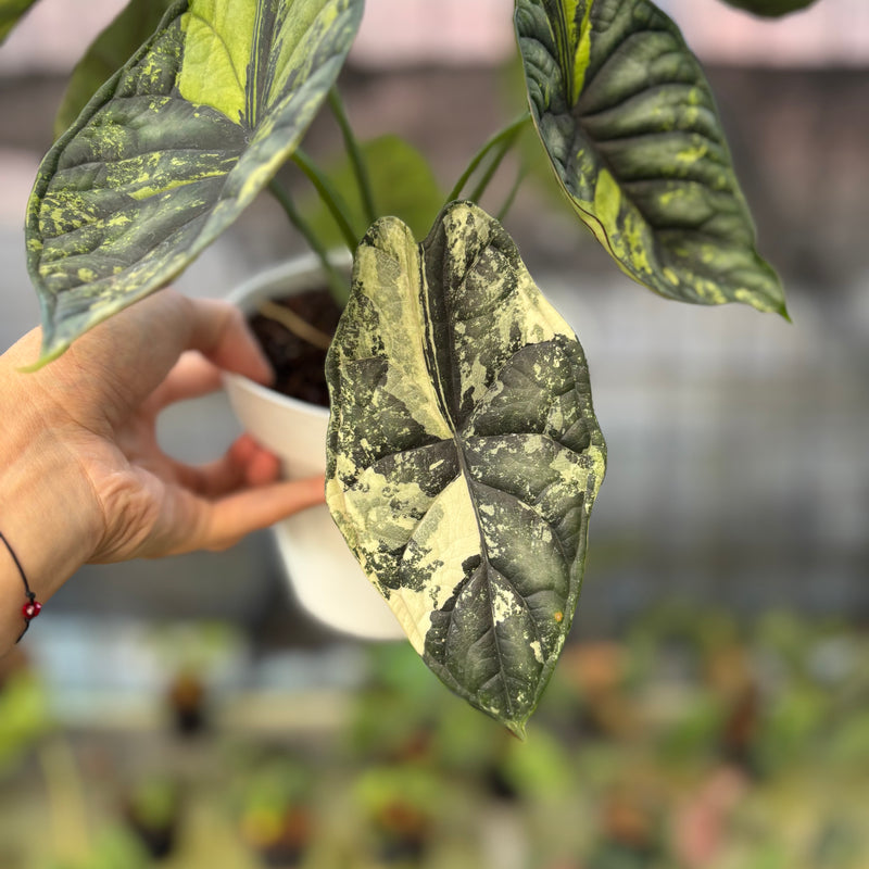 FS65-9 Alocasia Dragon Scale Variegated Mature Size